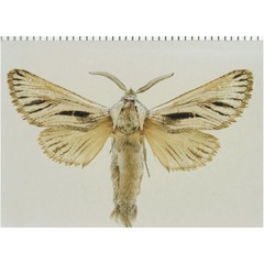 /filer/webapps/moths/media/images/S/strigosa_Rethona_AM_TMSA.jpg