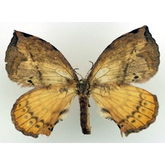 /filer/webapps/moths/media/images/T/thelda_Stenoglene_AF_Basquin.jpg