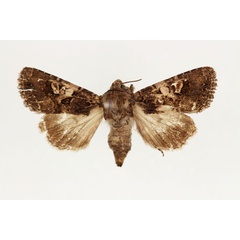 /filer/webapps/moths/media/images/I/inferior_Tycomarptes_AF_RMCA.jpg
