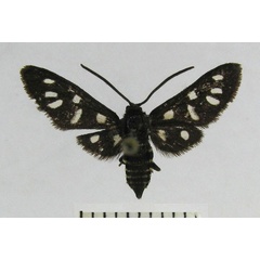 /filer/webapps/moths/media/images/K/khoisana_Amata_HT_TMSA.jpg