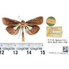 /filer/webapps/moths/media/images/L/leucobasis_Tathorhynchus_HT_BMNH.jpg