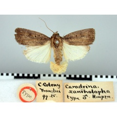 /filer/webapps/moths/media/images/X/xantholopha_Caradrina_HT_BMNH.jpg