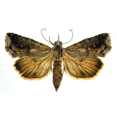 /filer/webapps/moths/media/images/E/ethiopica_Rhynchina_A_NHMO.jpg
