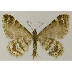 /filer/webapps/moths/media/images/B/basutensis_Piercea_AM_ZSMb.jpg