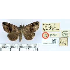 /filer/webapps/moths/media/images/A/arcifera_Parallelia_HT_BMNH.jpg