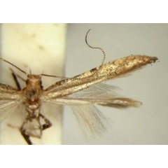 /filer/webapps/moths/media/images/S/syngenica_Caloptilia_HT_TMSA5651.jpg