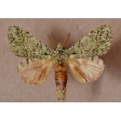 /filer/webapps/moths/media/images/O/oliva_Desmeocraera_AM_Butler.jpg