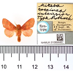 /filer/webapps/moths/media/images/I/intensior_Miresa_ST_BMNH.jpg