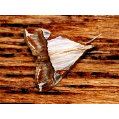 /filer/webapps/moths/media/images/M/margaritalis_Viettessa_A_Roland.jpg
