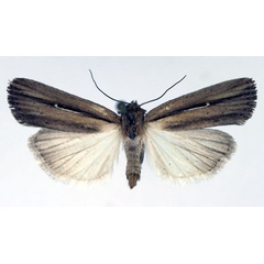 /filer/webapps/moths/media/images/A/angustipennis_Mythimna_AF_Aulombard.jpg