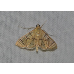 /filer/webapps/moths/media/images/R/retractalis_Syllepte_A_Jorpeland.jpg