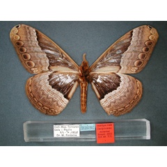 /filer/webapps/moths/media/images/D/ducarmei_Dactyloceras_HT_RMCA_02.jpg