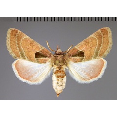 /filer/webapps/moths/media/images/C/castanea_Diparopsis_A_Fiebig.jpg