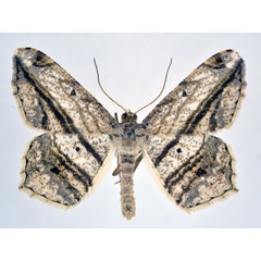 /filer/webapps/moths/media/images/R/rectistriaria_Chiasmia_A_NHMO.jpg