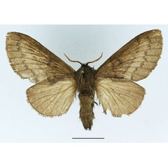 /filer/webapps/moths/media/images/V/vulpicolor_Phoenicladocera_AF_Basquin_01.jpg