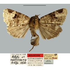 /filer/webapps/moths/media/images/C/cryptisirias_Athetis_HT_MNHN.jpg