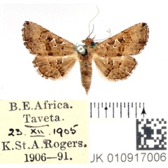 /filer/webapps/moths/media/images/M/moestalis_Rhesala_AF_BMNH_01.jpg