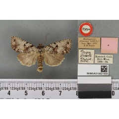 /filer/webapps/moths/media/images/G/griseata_Perigea_HT_BMNHa.jpg