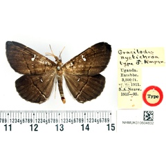 /filer/webapps/moths/media/images/N/nyctichroa_Gracilodes_HT_BMNH.jpg