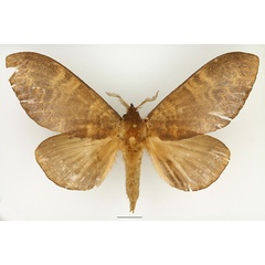 /filer/webapps/moths/media/images/P/producta_Catalebeda_AF_Basquin.jpg