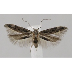 /filer/webapps/moths/media/images/F/fynbosella_Istrianis_AM_Bidzilya.jpg