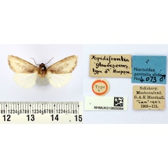 /filer/webapps/moths/media/images/G/glaucescens_Aspidifrontia_HT_BMNH.jpg