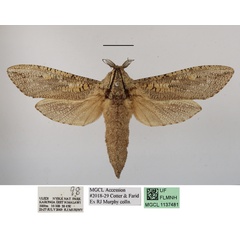 /filer/webapps/moths/media/images/C/capensis_Strigocossus_AM_MGCLa_01.JPG