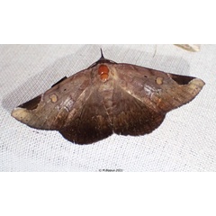 /filer/webapps/moths/media/images/A/anceps_Mecodinops_AF_Bippus.jpg