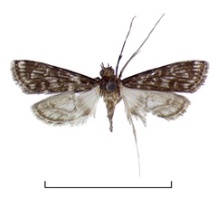 /filer/webapps/moths/media/images/L/leucostrialis_Eoophyla_HT_BMNH.jpg