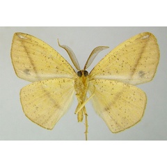 /filer/webapps/moths/media/images/A/aurantiaca_Epigynopteryx_PTM_ZSMb.jpg