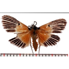 /filer/webapps/moths/media/images/P/procopia_Nevrina_AM_SMNH.jpg