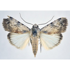 /filer/webapps/moths/media/images/A/alba_Hypotacha_A_NHMO.jpg