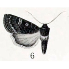 /filer/webapps/moths/media/images/M/montana_Hadena_HT_Aurivillius_1-6.jpg