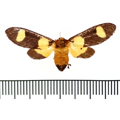 /filer/webapps/moths/media/images/P/picta_Casphalia_AF_BMNH.jpg