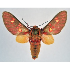 /filer/webapps/moths/media/images/F/flavimacula_Balacra_AM_NHMO.jpg