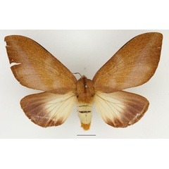 /filer/webapps/moths/media/images/M/mesoleuca_Pallastica_AF_Basquin_02.jpg