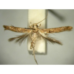 /filer/webapps/moths/media/images/O/omphalias_Microcolona_HT842_TMSA_01.jpg