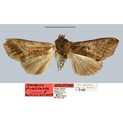 /filer/webapps/moths/media/images/P/phoceoides_Ctenoplusia_HT_MNHN.jpg