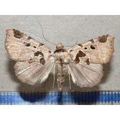 /filer/webapps/moths/media/images/R/ruptisignoides_Marcipalina_A_Goffa_01.JPG