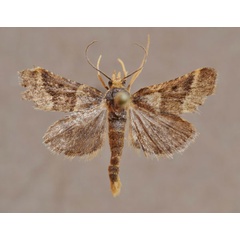 /filer/webapps/moths/media/images/A/aglossalis_Hypotia_A_Butler.jpg