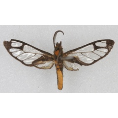 /filer/webapps/moths/media/images/A/alberici_Pseudodiptera_HT_RBINS_02.jpg