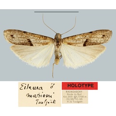/filer/webapps/moths/media/images/M/marioni_Eilema_HT_MNHN.jpg