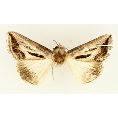 /filer/webapps/moths/media/images/C/cumamita_Cuneisigna_AM_TMSA_01.jpg