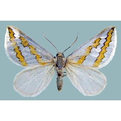 /filer/webapps/moths/media/images/P/pactolaria_Conchylia_AF_ZSMa.jpg