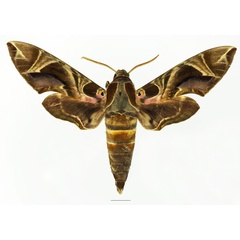 /filer/webapps/moths/media/images/K/kitchingi_Daphnis_AM_Basquina.jpg