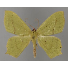/filer/webapps/moths/media/images/C/cinctuta_Dryochlora_A_ZSM_01.jpg