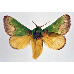 /filer/webapps/moths/media/images/C/chrysopa_Latoia_AM_NHMO.jpg