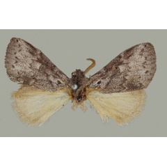 /filer/webapps/moths/media/images/L/lunata_Haplopacha_HT_BMNH.jpg
