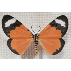 /filer/webapps/moths/media/images/C/costimaculata_Zerenopsis_AF_Reunanen.jpg