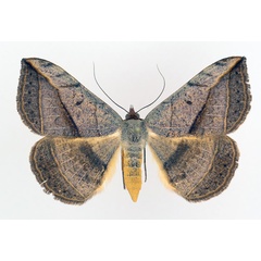 /filer/webapps/moths/media/images/P/pardus_Entomogramma_AF_TMSA_02.jpg